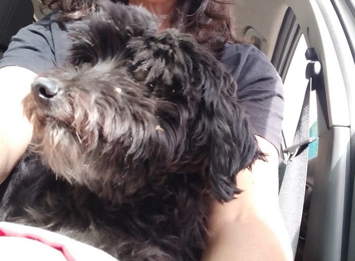 Ela apareceu! Sim, a Cindy foi encontrada após divulgação no Au Au Miau