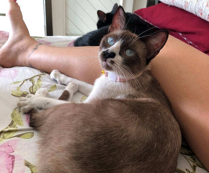 Olha ela aí! Gatinha fujona está em casa, cheia de mimos, no Shell