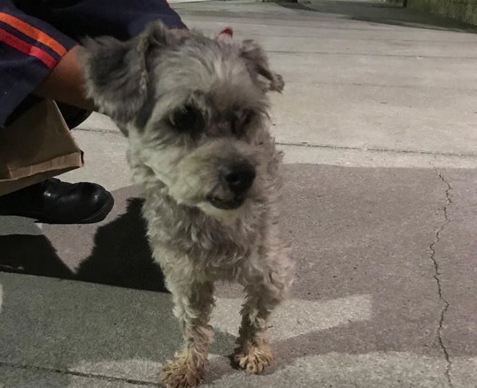 Leitor encontra pet no Três Barras. Quem é o dono?