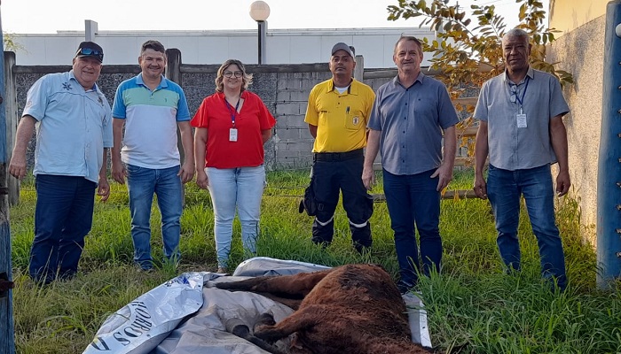 Debilitado: Resgate de filhote de égua debilitado chama a atenção no Laguna