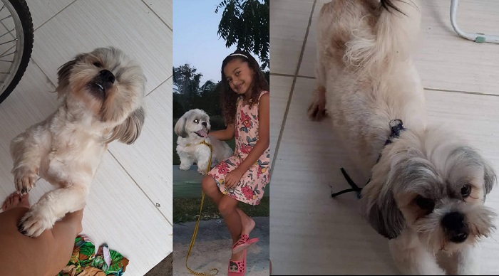 São José: Pipoca foge e garotinha para de sorrir. Avó pede ajuda urgente
