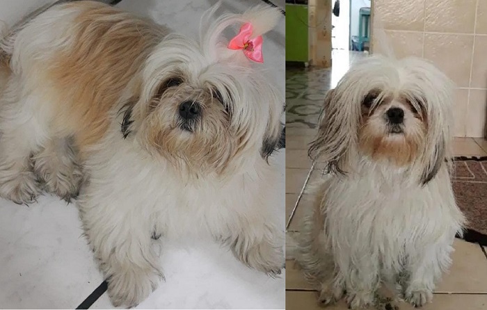 Tem recompensa: Mel foge no Centro de Linhares, e dona se desespera
