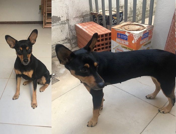 Cacau foge no Interlagos. Ela estava com guia rosa e havia sido resgatada das ruas
