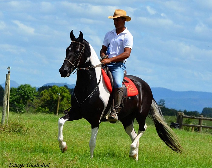 R$ 10 mil reais em prêmios: 4ª Copa de Marcha Especializada do Mangalarga Marchador em Linhares