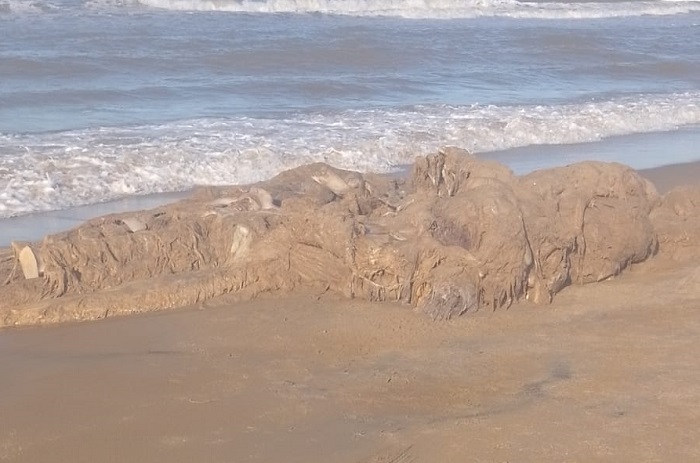 Carcaça de baleia aparece na areia da Praia de Pontal do Ipiranga