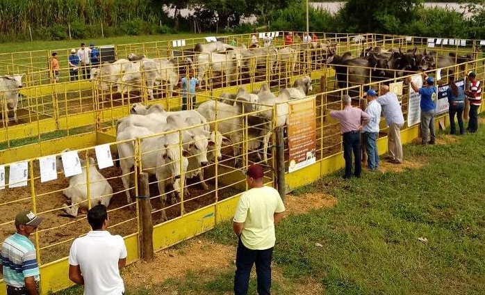 Em julho: Linhares sediará a Feira de Touros Pró-Genética