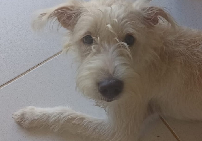 Luna é encontrada! Alegria volta ao lar, no Interlagos