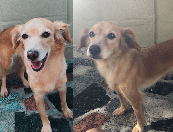 Mel foge no Juparanã, dona se desespera e mãe pede ajuda