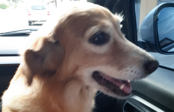Encontrada! Mel já está de volta ao lar doce lar