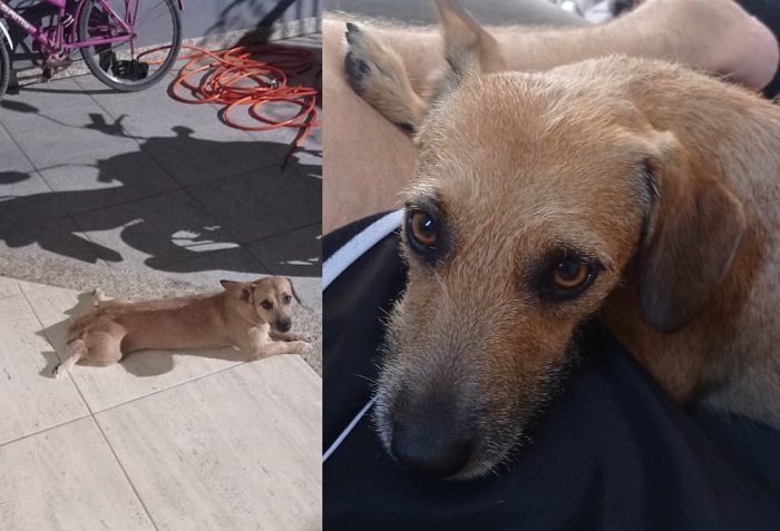 Recompensa: Melissa foge ao chegar no Pet para tomar banho, no BNH