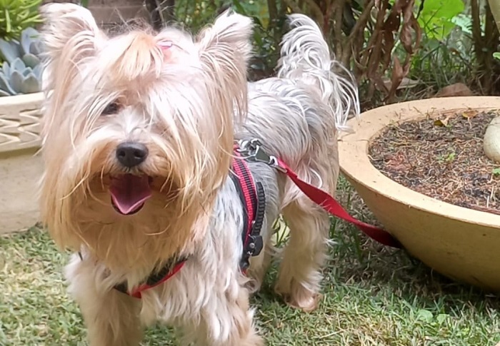 Tem recompensa: Belinha foge no Boa Vista, e família pede ajuda