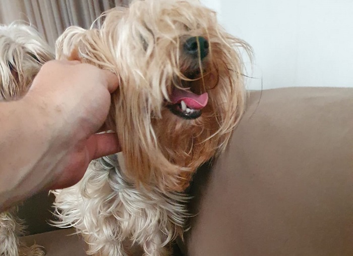 Alegria! Belinha já está de volta ao lar doce lar