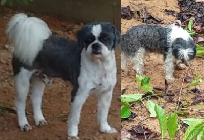 Mustafá foge em Rio Bananal. Boa recompensa para quem encontrar, diz dona