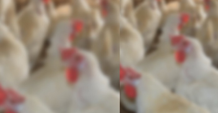 Justiça atende pedido do MP e interrompe funcionamento de granja em Venda Nova do Imigrante