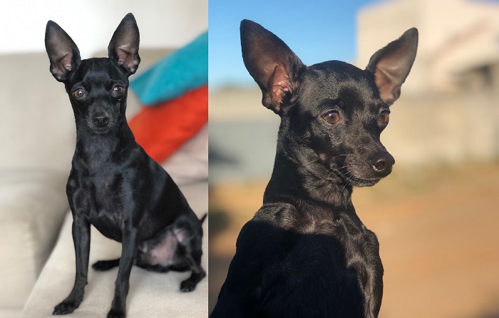 Tem recompensa: Simba foge no Pontal durante o fim de semana. Família pede ajuda urgente