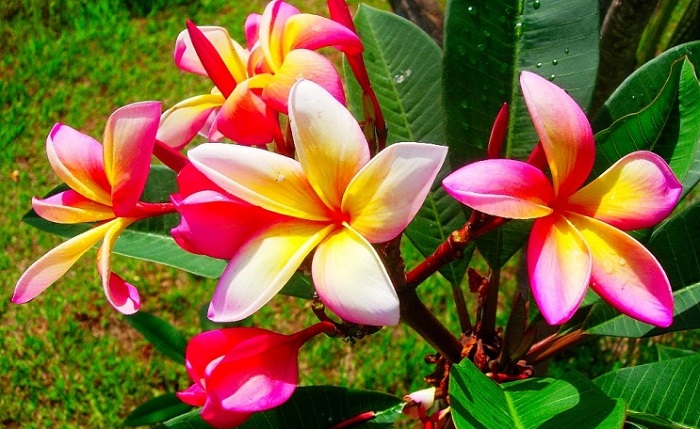Feira de flores na Praça 22 de Agosto com mais de 250 espécies de plantas
