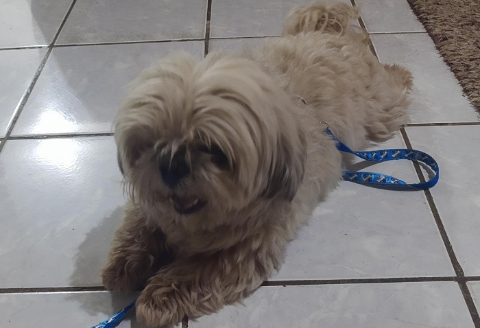 Ele está de volta! Olha o Marley aí. Quem o encontrou rejeitou recompensa