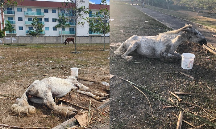 Cavalo agoniza perto de condomínio residencial em Linhares. 