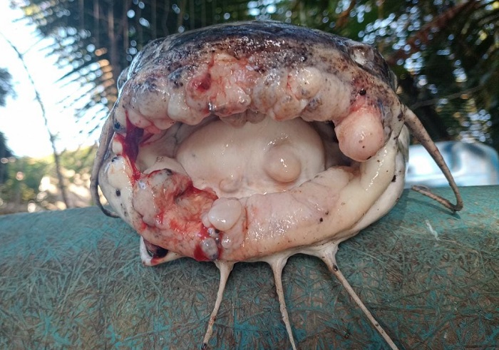 Renova se manifesta sobre fotos e vídeo de peixe contaminado pescado em Regência