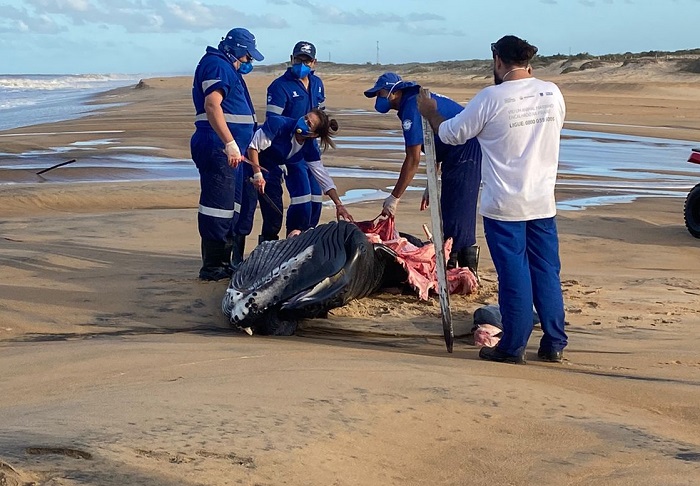 Filhote de baleia aparece morto na Praia de Pontal do Ipiranga, litoral de Linhares