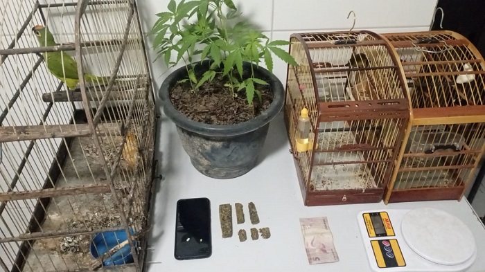 Pés de maconha, além buchas e pedras de drogas e balança de precisão apreendidas pelo GA no Aviso