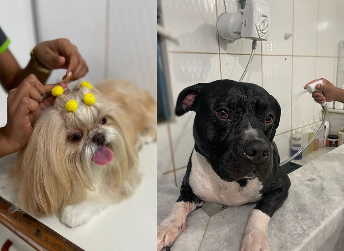 Frio: Veterinária orienta sobre banho e tosa e mais cuidados com os pets