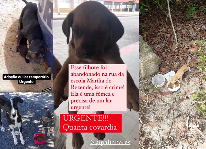 No Dia do Voluntário, o reconhecimento aos que cuidam dos animais abandonados