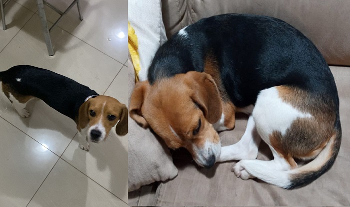 Maya foge no Shell, e idosa de 80 anos pede ajuda