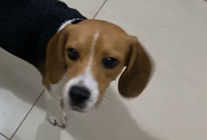 Maya é encontrada logo após postagem da notícia no Au Au Miau