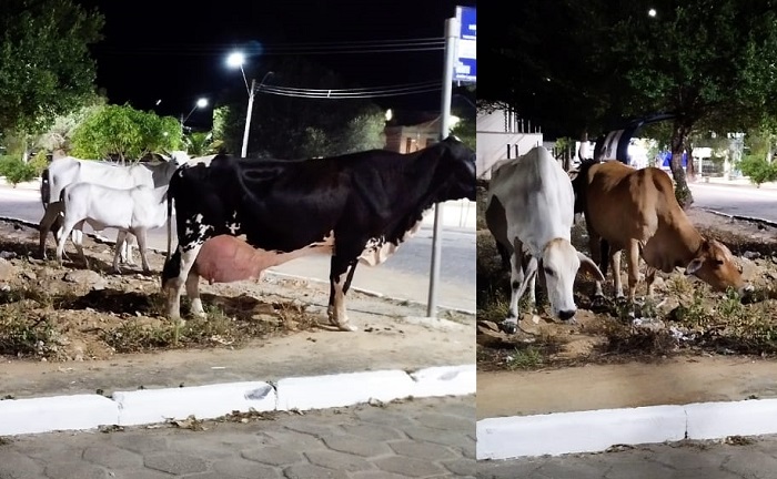 Vaca leiteira chama a atenção com “amigas (os)” em bairro de Linhares
