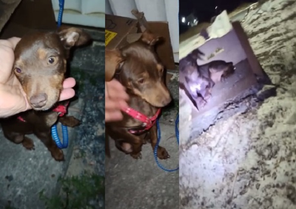 Doguinho é abandonado em via pública, no Interlagos
