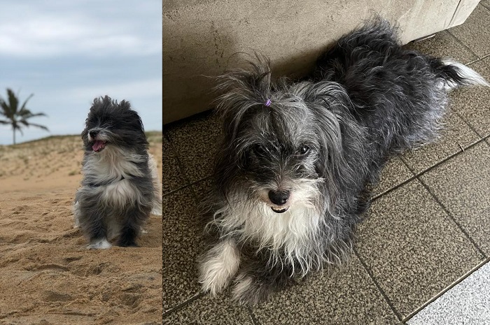 Marley foge no Araçá. Família pede ajuda: “A casa tá vazia sem ele”