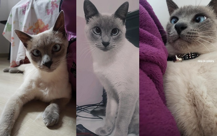 Recompensa para quem encontrar Nina. Fugiu no Interlagos