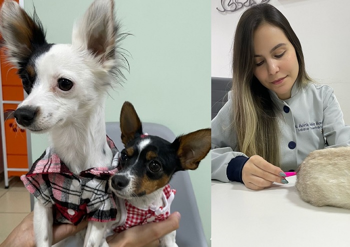 Doguinho: É normal a língua para fora durante passeio? Veterinária responde essas e outras perguntas