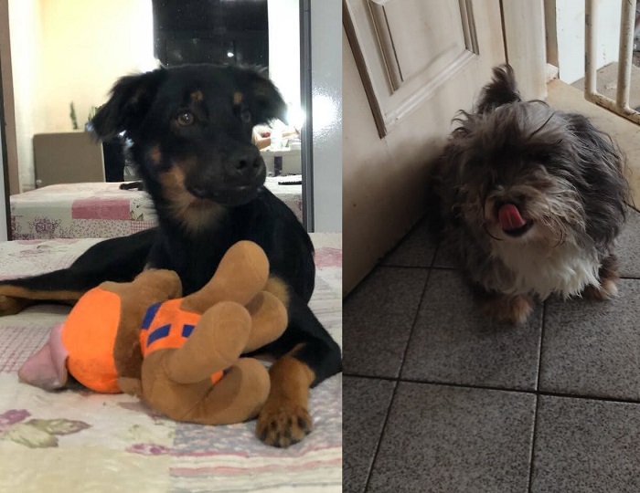Gucci é encontrado, e o Marley também!