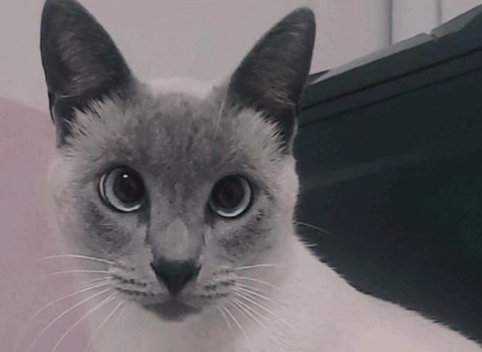 Nina é encontrada! Ela havia fugido no Interlagos