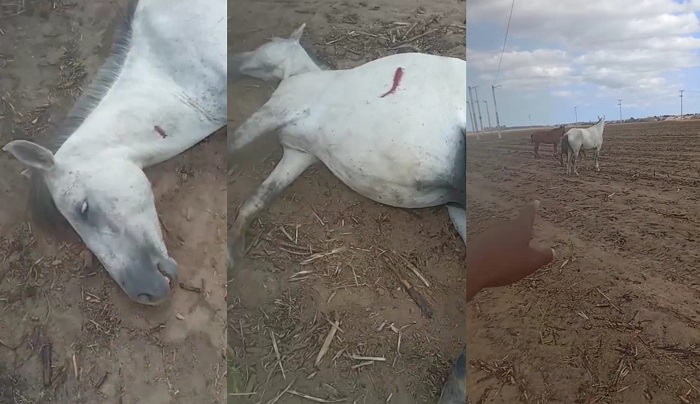 Égua prenha é morta a tiros no Santa Cruz, em área particular de Linhares