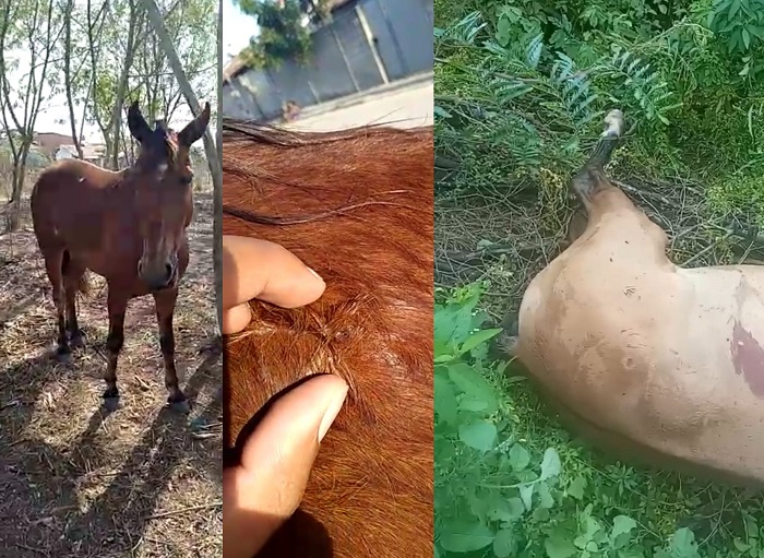 Cavalo é baleado no Santa Cruz, e égua é morta a tiros no Nova Esperança, Linhares