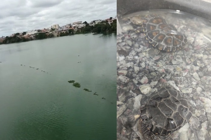 Cágados caem na rede quilométrica de lagoa poluída em Linhares... e morrem