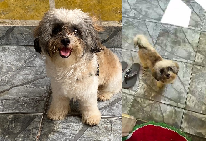 Recompensa: Max foge no Santa Cruz. “Meu filho de 4 anos chora muito”, diz leitora