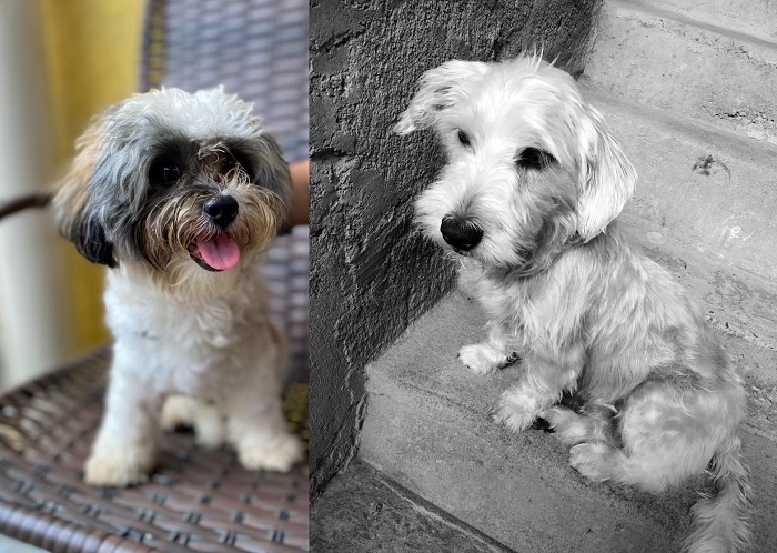 Max é encontrado, e está bem. Já o Duque... “Cumpriu a missão”, diz leitora, aos prantos