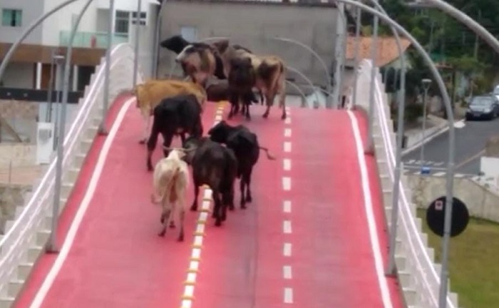 Vacas (e família) “desfilam” na nova passarela de Linhares, mas “festa” dura pouco