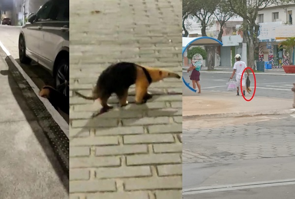 Tamanduá “passeia” pela Praça 22 de Agosto, e depois aparece morto no Centro de Linhares