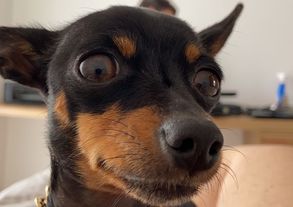 Olha quem apareceu! No Au Au Miau é vapt vupt! “Foi só postar”, agradece dona