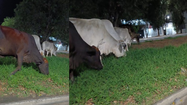 Vacas, bois e bezerros 