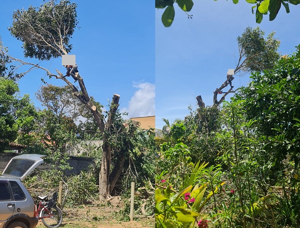 Corte de árvores no Pontal: Leitora se desespera, e ambientalista explica