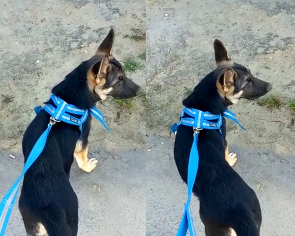 Zeus foge no Interlagos, garotinha de 8 anos está que é só tristeza