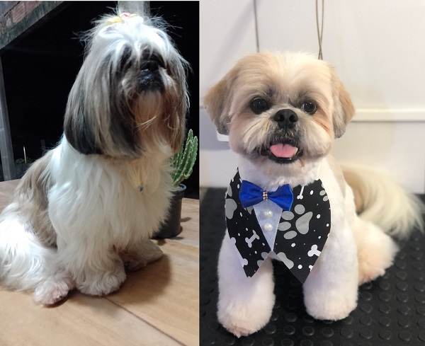 Biscoito e Penélope fogem no Movelar, garotinha de 9 anos está desolada 