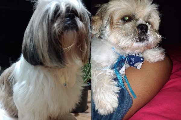 Olha os 2 aí! Leitor os reconheceu na notícia, e Biscoito e Penélope estão em casa