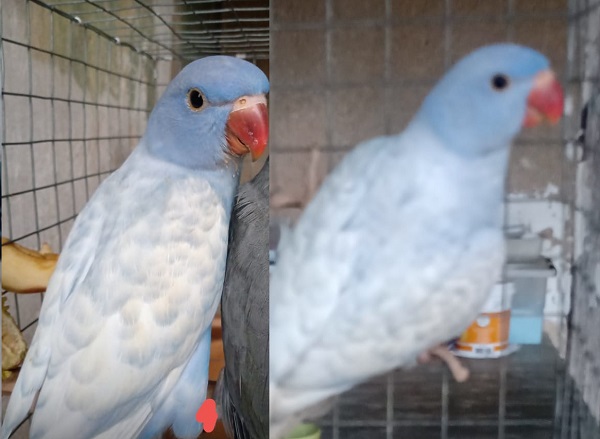 Quem viu esse lindo? Ele não se alimenta sozinho, e fugiu no Interlagos, Dono pede ajuda urgente
